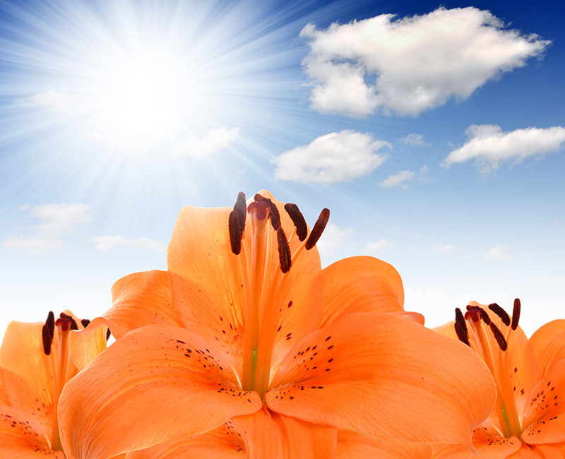 flowers florists