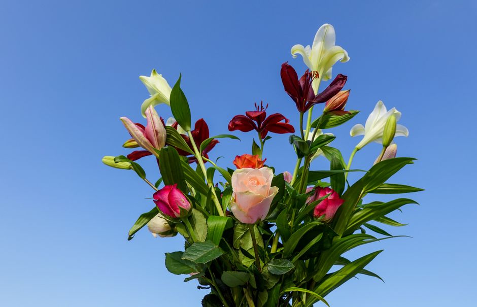 A vibrant bouquet of fresh flowers held by a person against a clear blue sky, featuring a mix of white lilies with large, trumpet-shaped petals, deep burgundy lilies with slender, elongated blooms, so