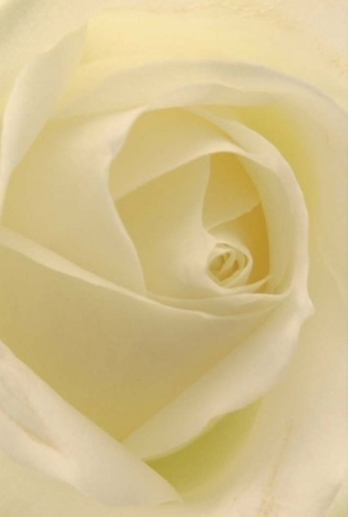 From the vantage point of a Longford florist's workshop, this classic white rose presents itself in stunning detail. Its petals are arranged in a near-perfect spiral, creamy whites and soft ivories blending seamlessly, as if each shade has been painted by the natural light streaming in from outside. The flower's surface alternates between a delicate matte and a subtle gloss, evoking the sensation of running fingertips along silk ribbon found at the Longford Country Market. Carefully crafted shadows add visual depth, while the outer petals, thin and translucent, give the impression of a flower both strong and fragile-a fitting emblem for occasions of remembrance, celebration, or heartfelt apology. There is a serenity here that mirrors the peace of local gardens after a gentle rain. The understated fragrance, clean and pure, conjures comfort; it's the finishing touch of a bouquet destined to brighten a home or accompany a thoughtful gesture. Every detail attests to the skill of Flower Delivery Longford's seasoned florists, who bring not only technical artistry but also authentic local sentiment to their arrangements, delivering blooms that express exactly what words cannot.